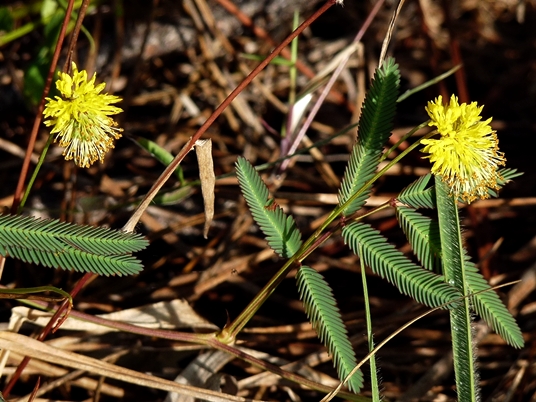 {Neptunia pubescens}